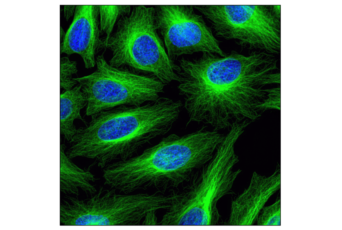 Immunofluorescence Image 1: beta-Tubulin (9F3) Rabbit Monoclonal Antibody (BSA and Azide Free)