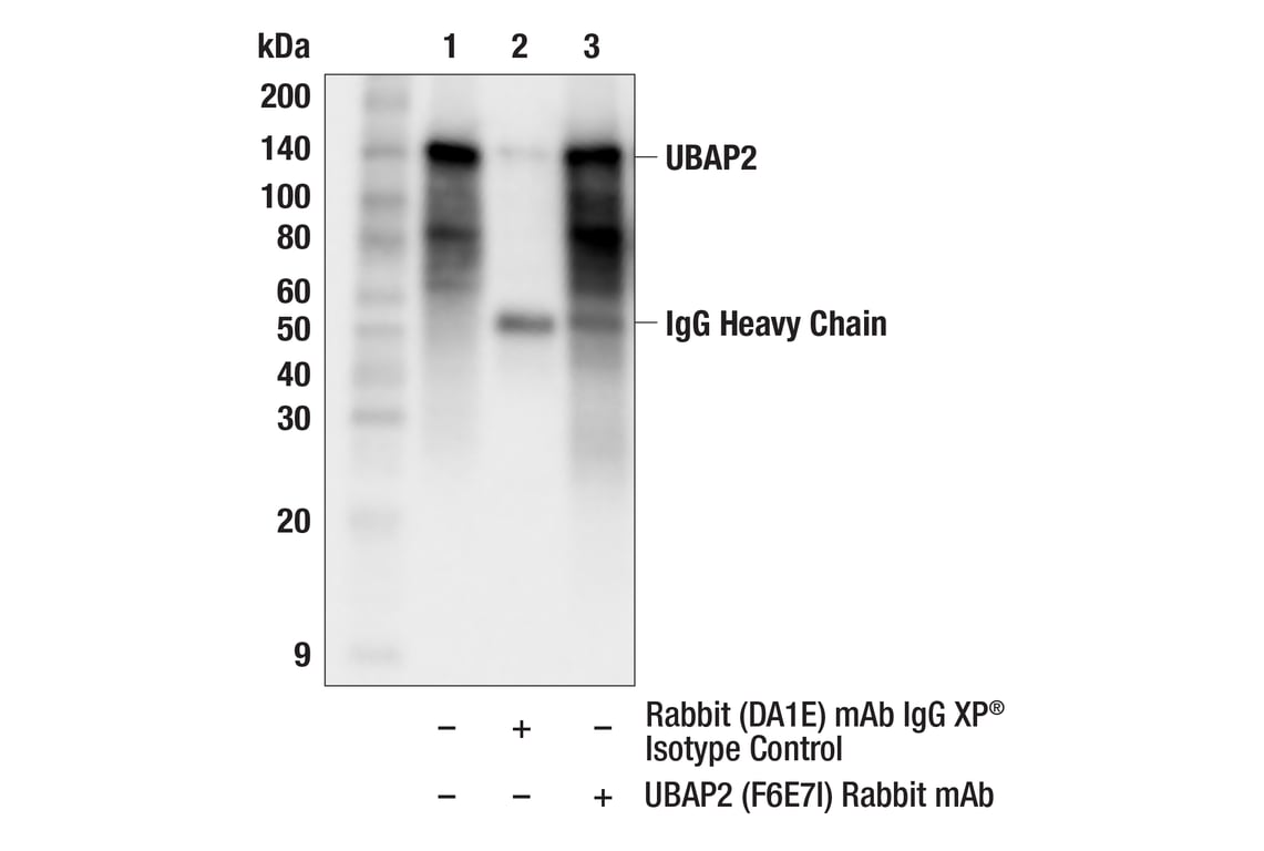 Immunoprecipitation Image 1: UBAP2 (F6E7I) Rabbit Monoclonal Antibody