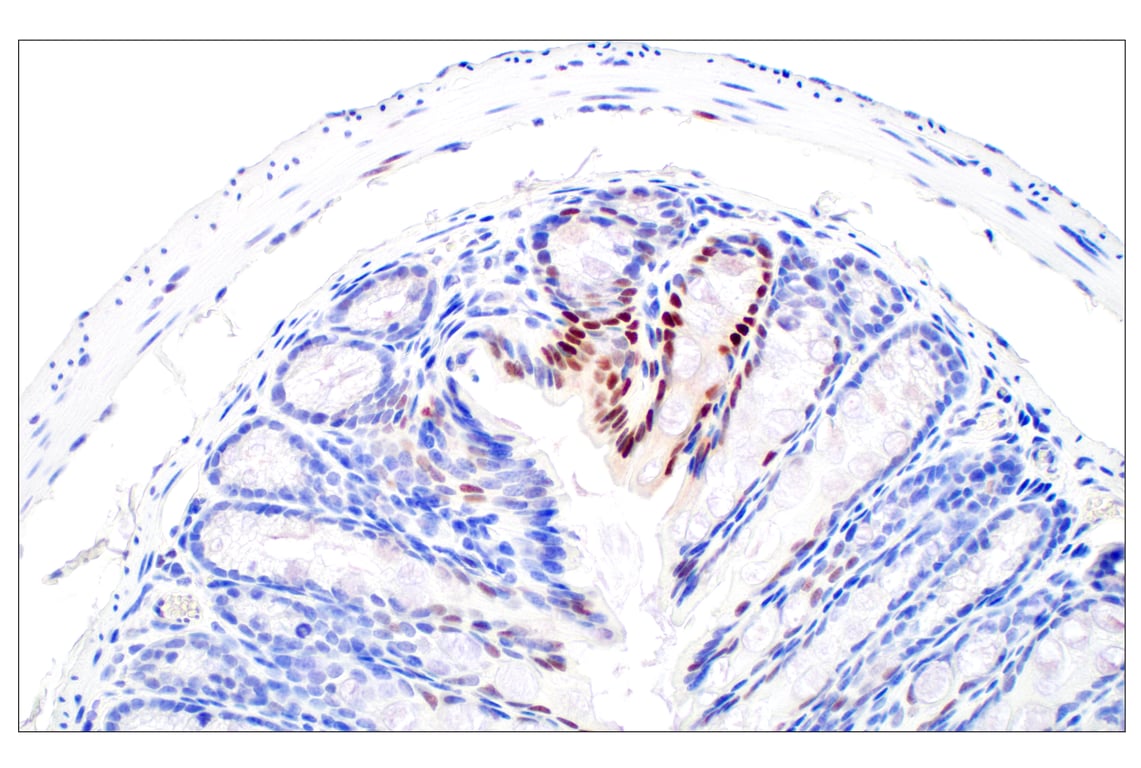 Immunohistochemistry Image 10: c-Fos (E2I7R) Rabbit Monoclonal Antibody