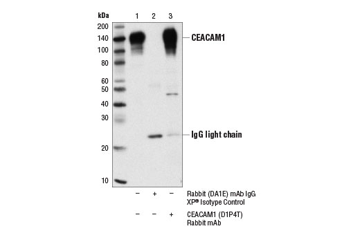 Immunoprecipitation Image 1: CEACAM1 (D1P4T) Rabbit Monoclonal Antibody