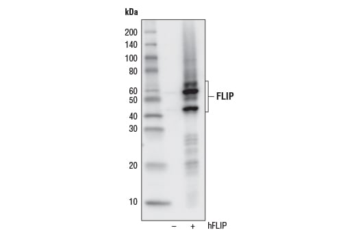 Western Blotting Image 2: FLIP (D5J1E) Rabbit Monoclonal Antibody