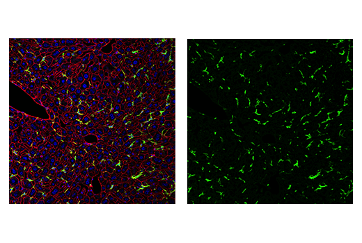 【顕微鏡による拡大写真有り】MTG ドイツ語 Tropical  Iba1/AIF-1 (E4O4W) XP® Rabbit mAb (BSA and Azide Free