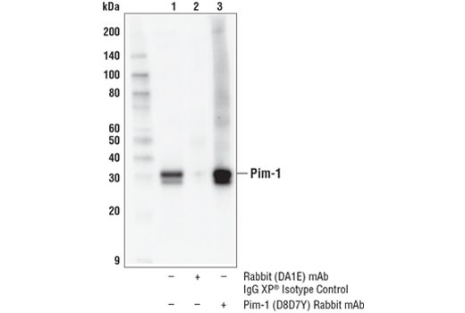 Immunoprecipitation Image 1: Pim-1 (D8D7Y) Rabbit Monoclonal Antibody