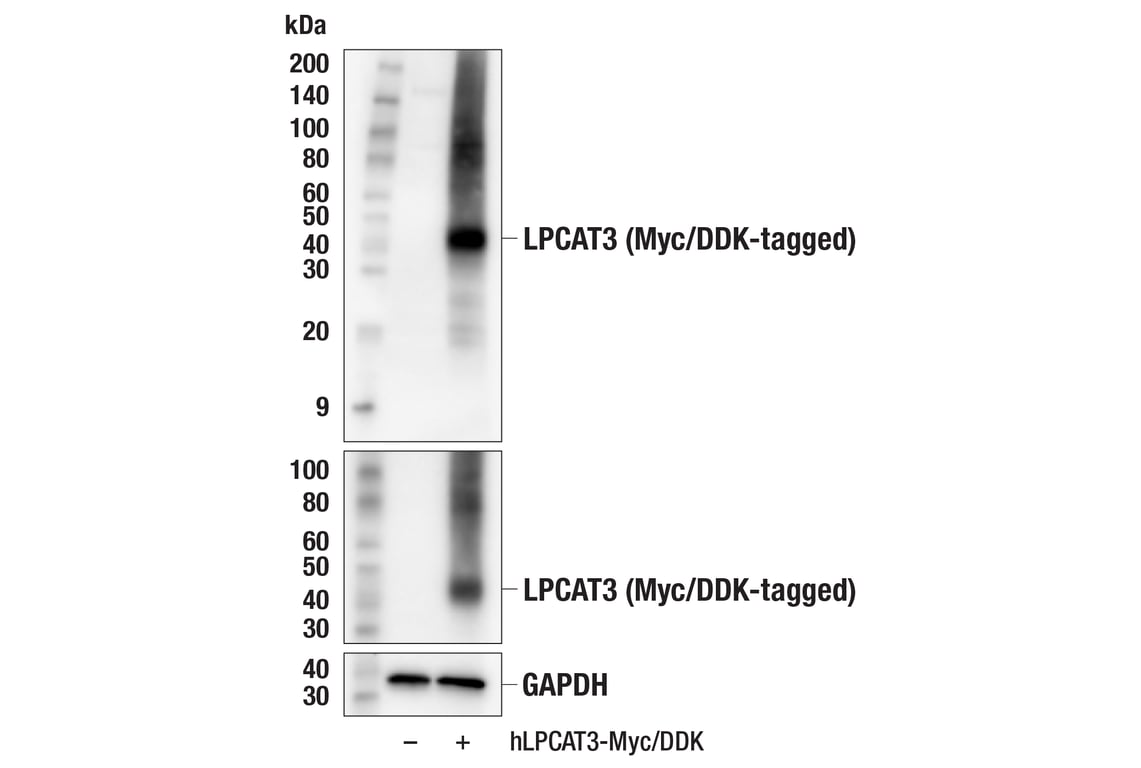 Western Blotting Image 2: LPCAT3 (E5G9P) Rabbit Monoclonal Antibody