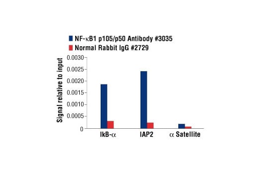 Chromatin Immunoprecipitation Image 1: NF-kappaB1 p105/p50 Antibody
