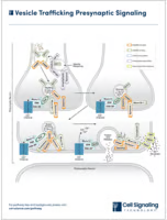 Vesicle Trafficking Presynaptic Signaling diagram