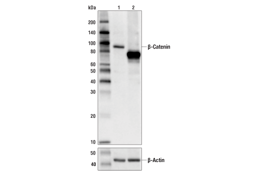 Western Blotting Image 2: beta-Catenin (D10A8) Rabbit Monoclonal Antibody (BSA and Azide Free)