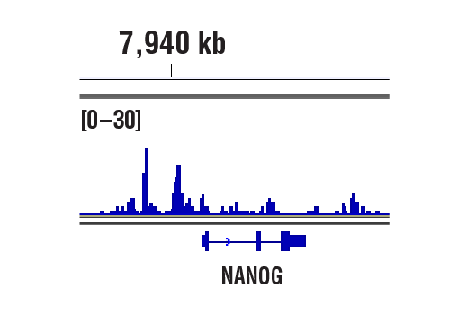 CUT & RUN Image 1: Sox2 (D9B8N) Rabbit Monoclonal Antibody