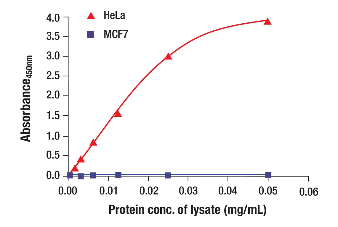 ELISA and/or ELISA-like Assays Image 3: Vimentin (D21H3) Rabbit Monoclonal Antibody (BSA and Azide Free)