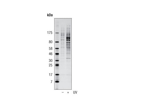 Western Blotting Image 1: Phospho-ATM/ATR Substrate (S*Q) (D23H2/D69H5) MultiMab<sup>® </sup> Rabbit mAb mix