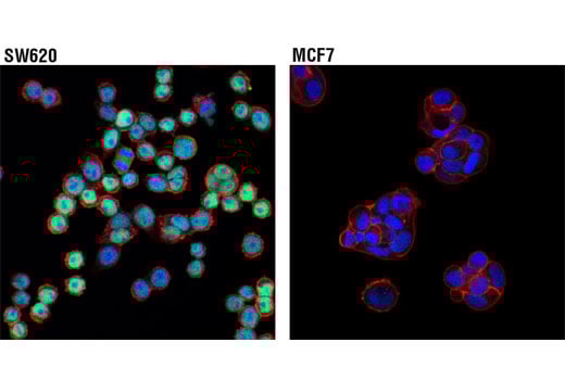 Immunofluorescence Image 1: RUNX3/AML2 (D9K6L) Mouse Monoclonal Antibody