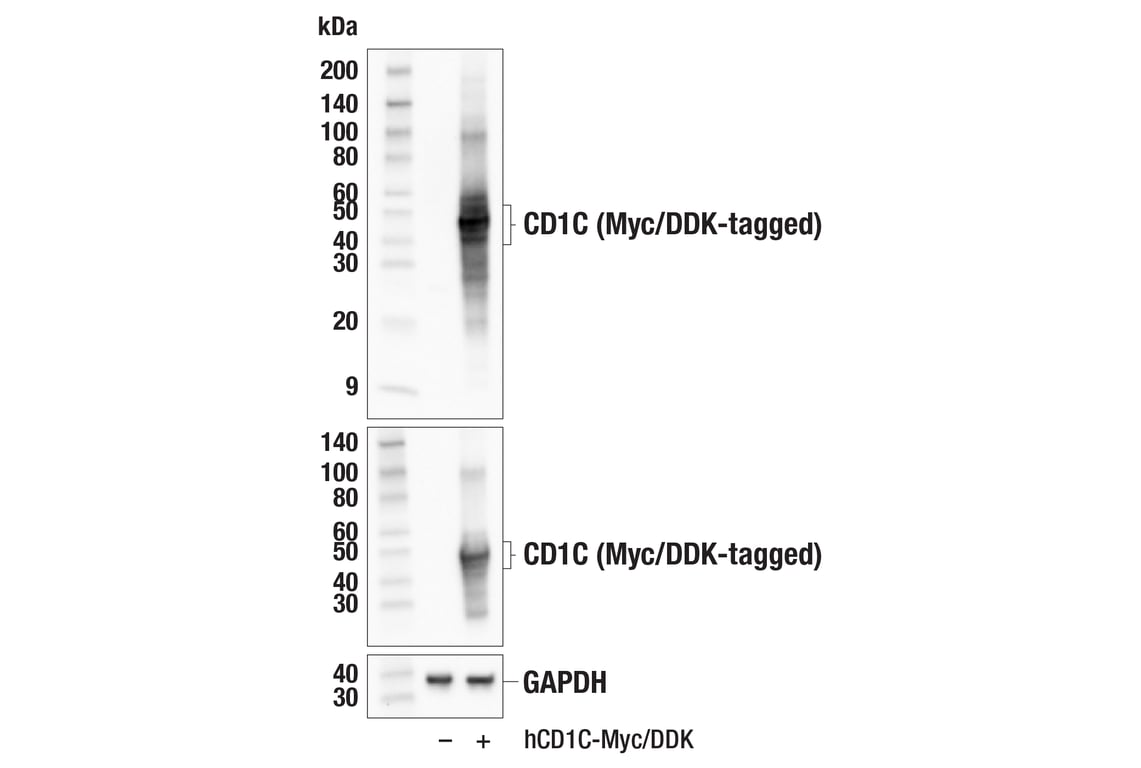 Western Blotting Image 2: CD1C (E6C9A) Mouse Monoclonal Antibody
