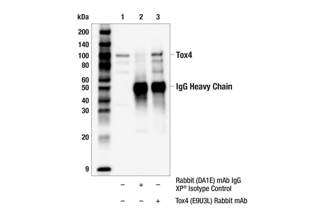 Immunoprecipitation Image 1: Tox4 (E9U3L) Rabbit Monoclonal Antibody