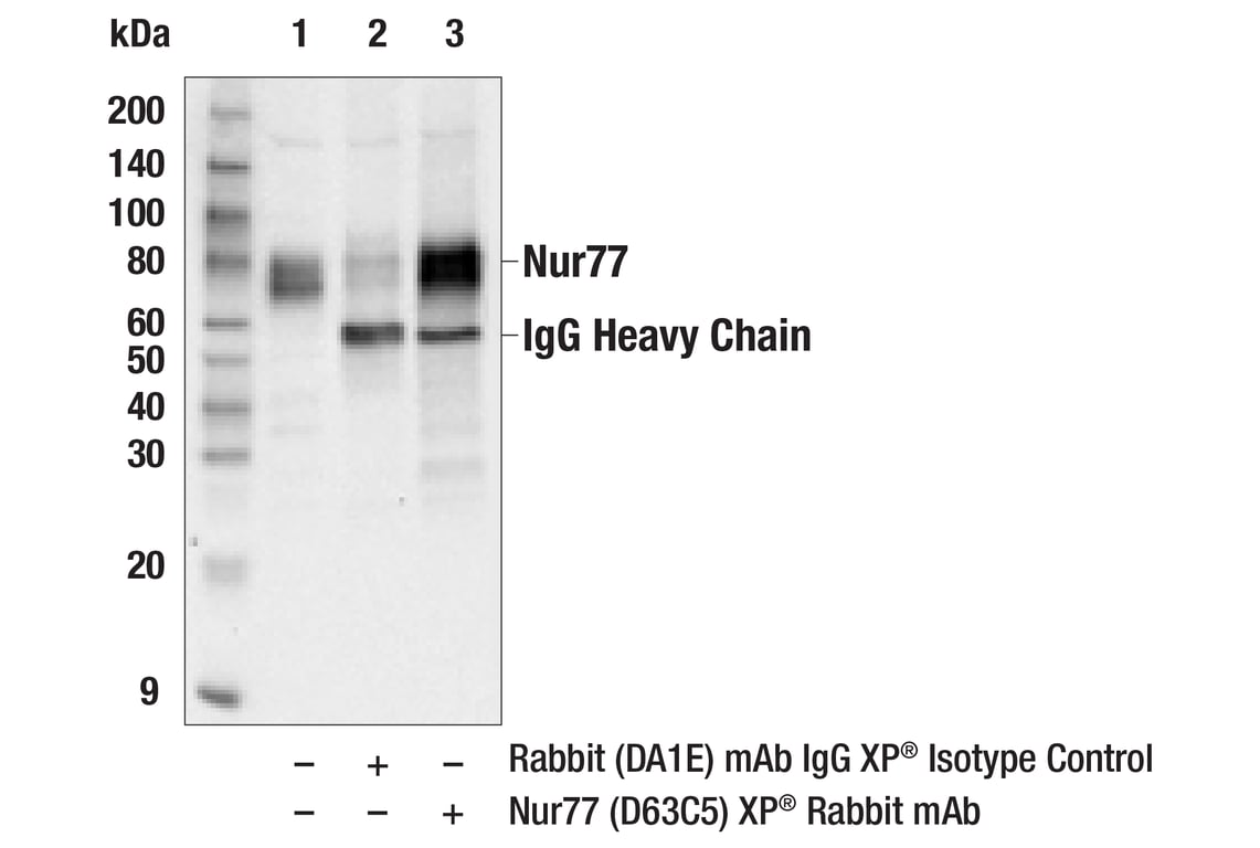 Immunoprecipitation Image 1: Nur77 (D63C5) Rabbit Monoclonal Antibody