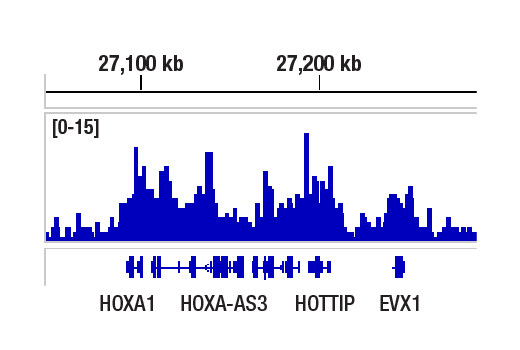 Chromatin Immunoprecipitation Image 1: Bmi1 (D20B7) Rabbit Monoclonal Antibody