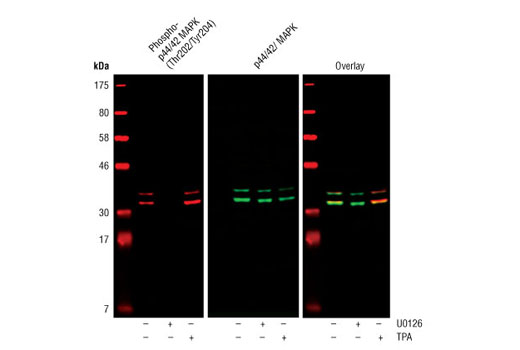 Western Blotting Image 2: Phospho-p44/42 MAPK (Erk1/2) (Thr202/Tyr204) (D13.14.4E) Rabbit Monoclonal Antibody (BSA and Azide Free)