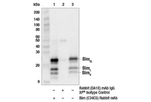 undefined Image 37: Pro-Apoptosis Bcl-2 Family Antibody Sampler Kit