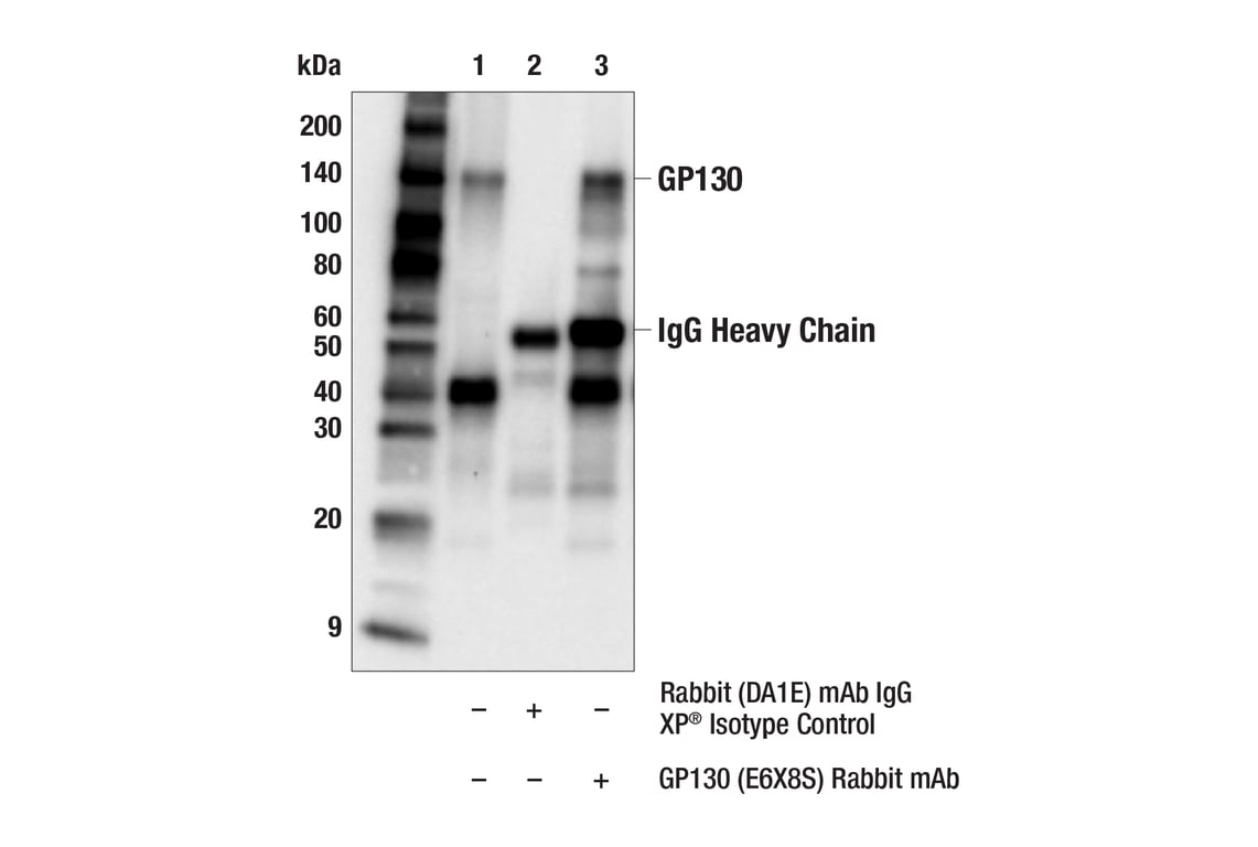 Immunoprecipitation Image 1: GP130 (E6X8S) Rabbit Monoclonal Antibody