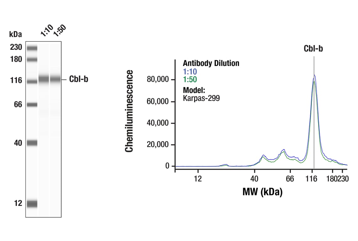 Western Blotting Image 1: Cbl-b (D3C12) Rabbit Monoclonal Antibody