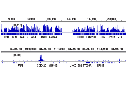 undefined Image 14: Lysine Methyltransferase Antibody Sampler Kit