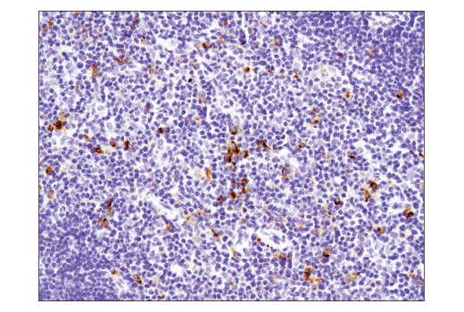 Immunohistochemistry Image 2: TIM-3 (D3M9R) Rabbit Monoclonal Antibody (BSA and Azide Free)
