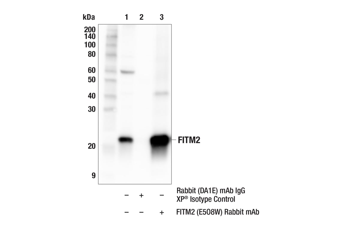 Immunoprecipitation Image 1: FITM2 (E5O8W) Rabbit Monoclonal Antibody