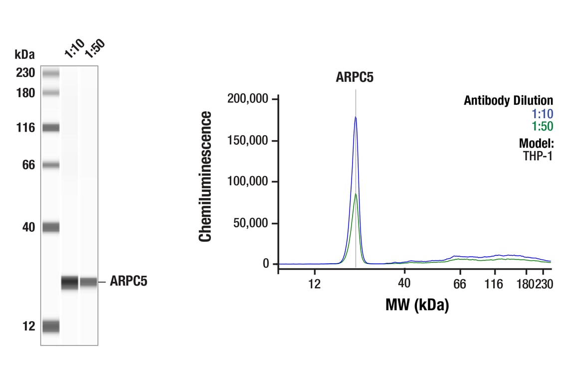 Western Blotting Image 1: ARPC5 (F5F6V) Rabbit Monoclonal Antibody