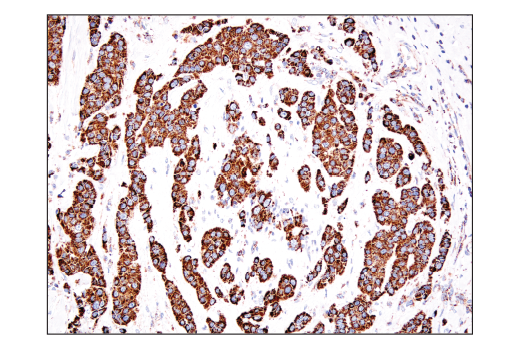 Immunohistochemistry Image 1: IDH2 (D8E3B) Rabbit Monoclonal Antibody