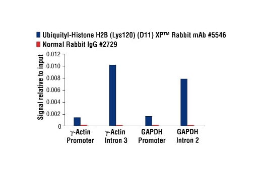Chromatin Immunoprecipitation Image 3: Ubiquityl-Histone H2B (Lys120) (D11) Rabbit Monoclonal Antibody