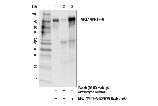 Immunoprecipitation Image 1: MKL1/MRTF-A (E3N7W) Rabbit Monoclonal Antibody