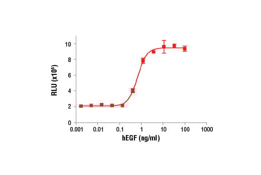 FUNC Image 2: BrdU Cell Proliferation Chemiluminescent Assay Kit