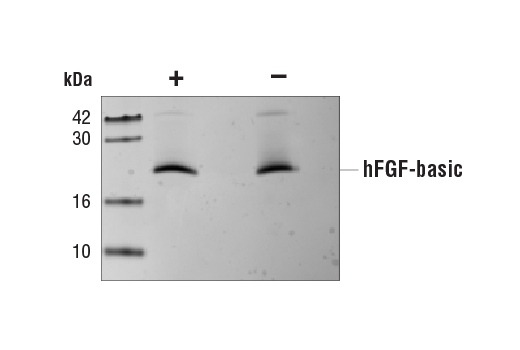 undefined Image 2: Human FGF-basic/FGF2 (154 aa) Recombinant Protein