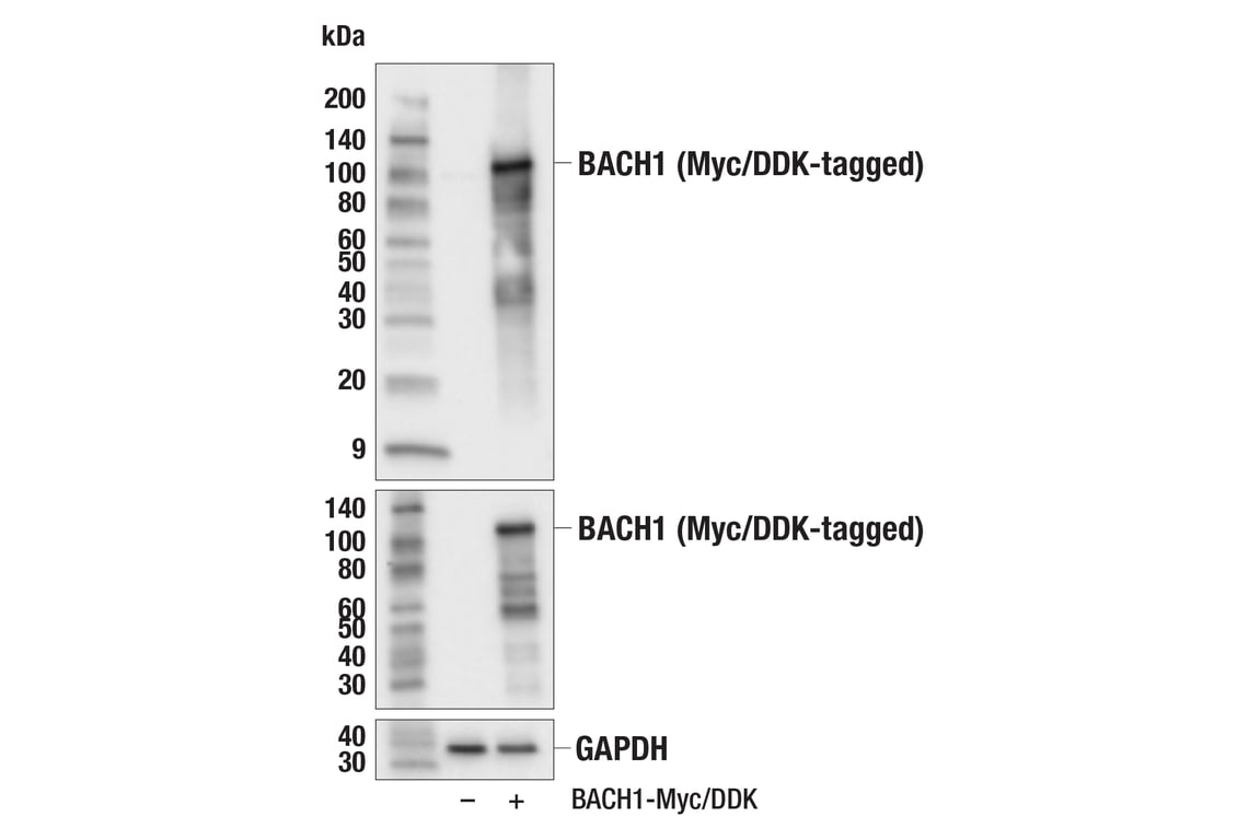 Western Blotting Image 2: BACH1 (E4E7B) Rabbit Monoclonal Antibody