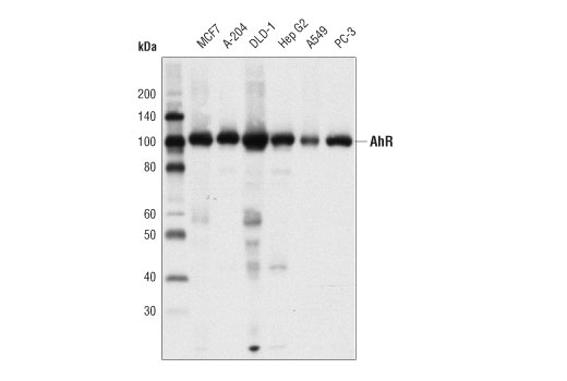 Western Blotting Image 2: AhR (D5S6H) Rabbit Monoclonal Antibody
