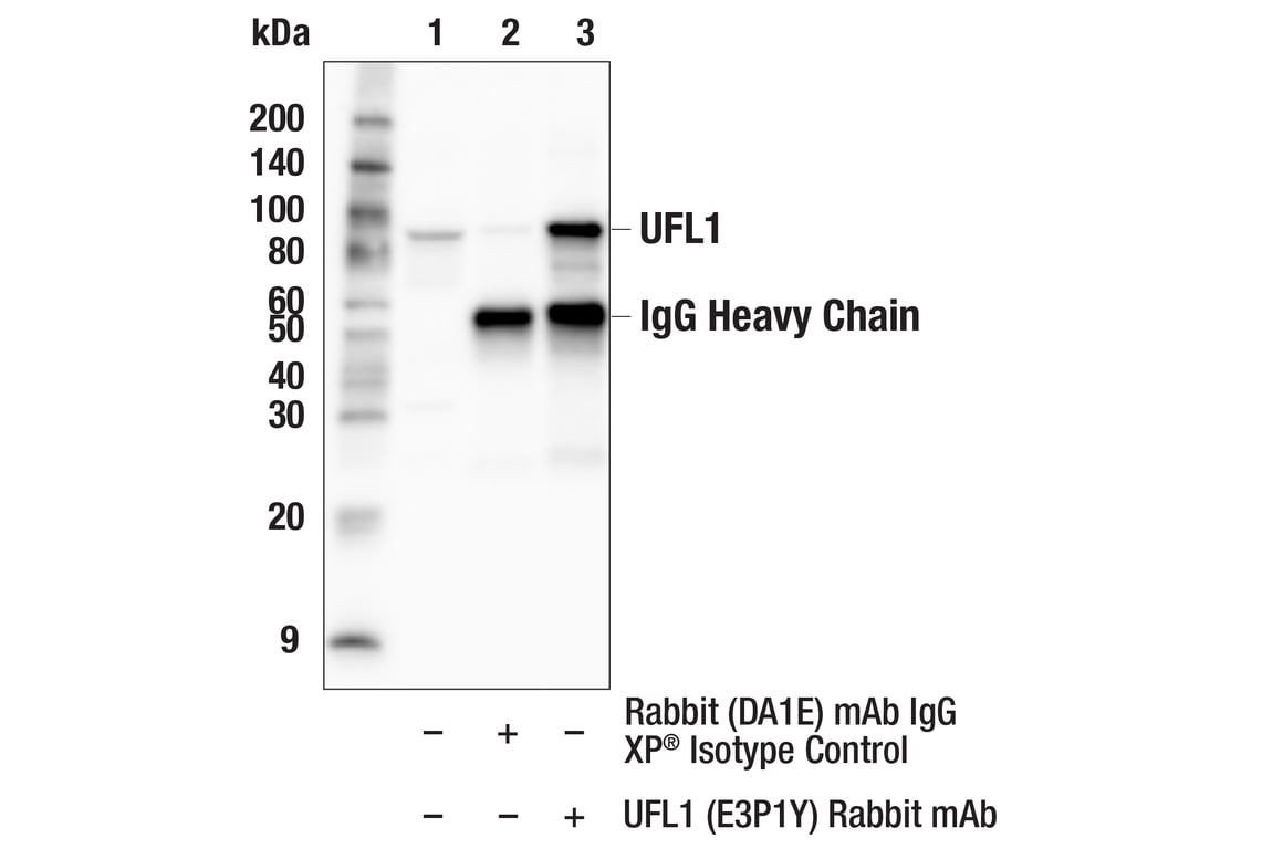 Immunoprecipitation Image 1: UFL1 (E3P1Y) Rabbit Monoclonal Antibody