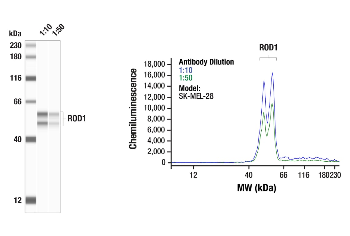 Western Blotting Image 1: ROD1 (E6B2J) Rabbit Monoclonal Antibody