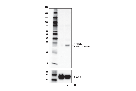 Western Blotting Image 2: 4-1BBL/CD137L/TNFSF9 (D6V6K) Rabbit Monoclonal Antibody