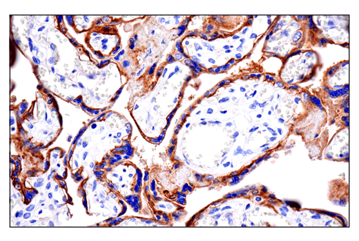 Immunohistochemistry Image 7: CD10/Neprilysin (E5P7S) Rabbit Monoclonal Antibody (BSA and Azide Free)
