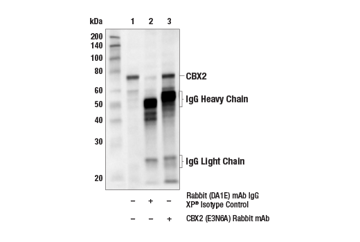 Immunoprecipitation Image 1: CBX2 (E3N6A) Rabbit Monoclonal Antibody