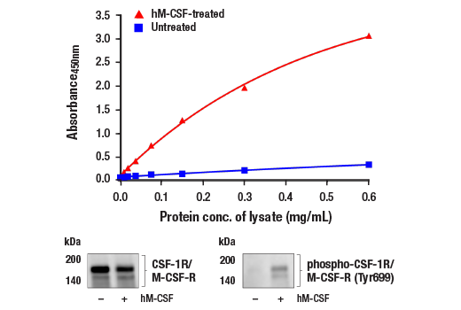 ELISA Image 1: PathScan<sup>®</sup> RP Phospho-CSF-1R/M-CSF-R (Tyr699) Sandwich ELISA Kit