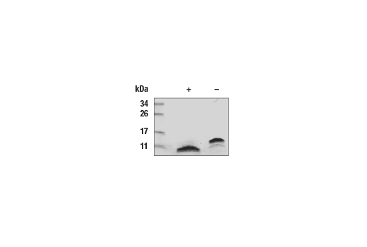 undefined Image 2: Human EGF Recombinant Protein
