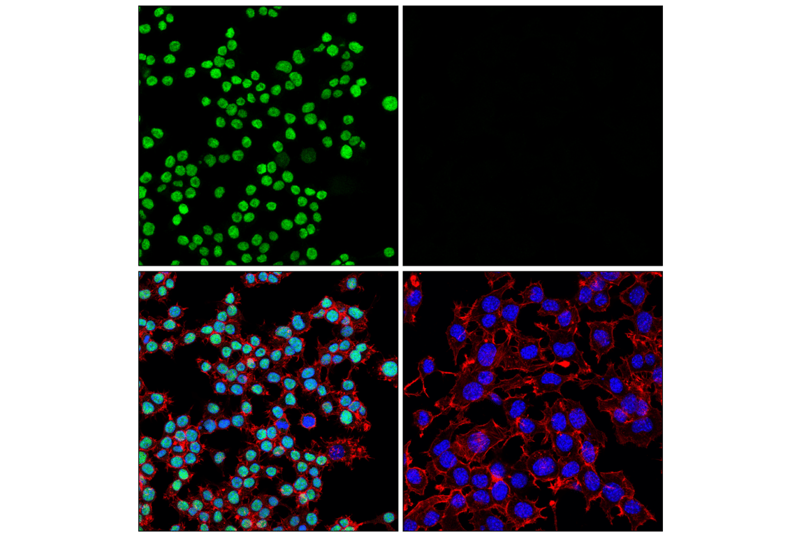 Immunofluorescence Image 1: PU.1 (F2D5A) Mouse mAb