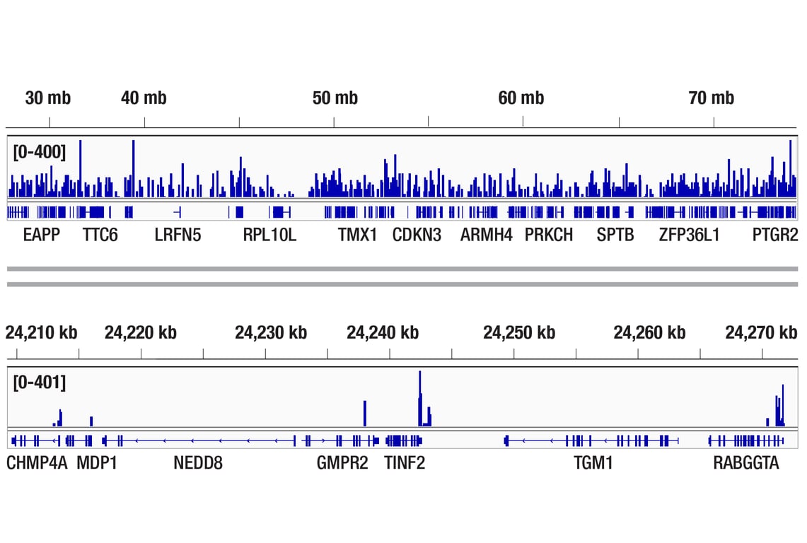 CUT & Tag Image 2: SP1 (D4C3) Rabbit Monoclonal Antibody