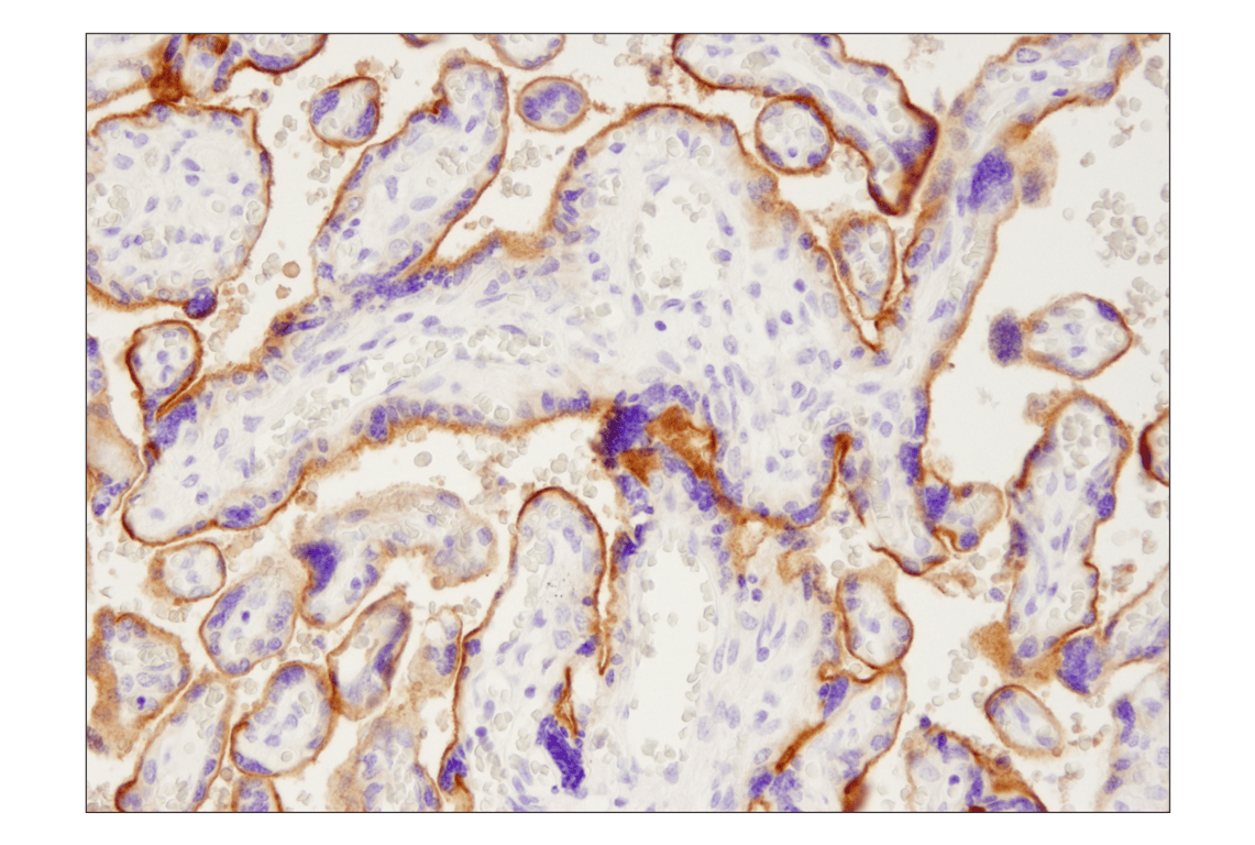 Immunohistochemistry Image 3: PD-L1 (405.9A11) Mouse Monoclonal Antibody (BSA and Azide Free)