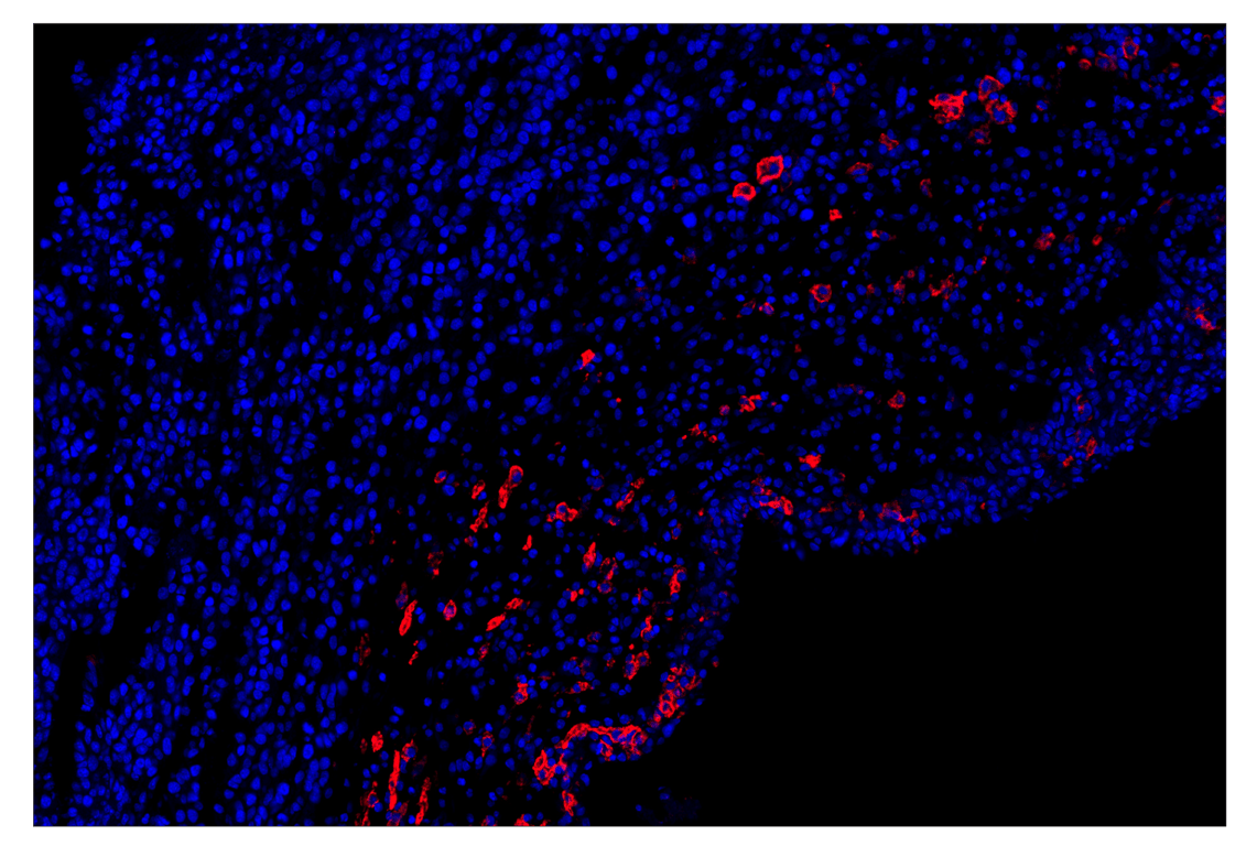 Immunohistochemistry Image 1: LYVE-1 (E5P8S) & CO-0148-488 SignalStar<sup>™</sup> Oligo-Antibody Pair