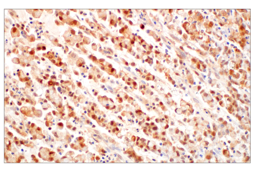 Immunohistochemistry Image 2: Caspase-1 (E4R8K) Rabbit Monoclonal Antibody