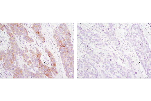 Immunohistochemistry Image 1: DHCR24/Seladin-1 (C59D8) Rabbit Monoclonal Antibody