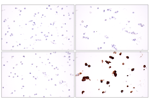 Immunohistochemistry Image 1: Claudin-6 (E7U2O) Rabbit Monoclonal Antibody (BSA and Azide Free)