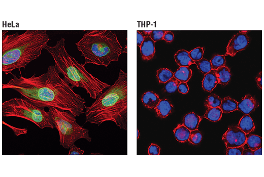 Immunofluorescence Image 1: Emerin (D3B9G) XP<sup>®</sup> Rabbit mAb
