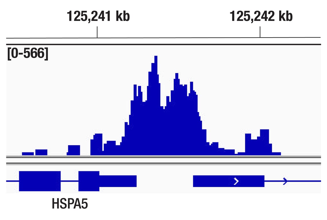 CUT & Tag Image 1: Cyclin T1 (D1B6G) Rabbit Monoclonal Antibody